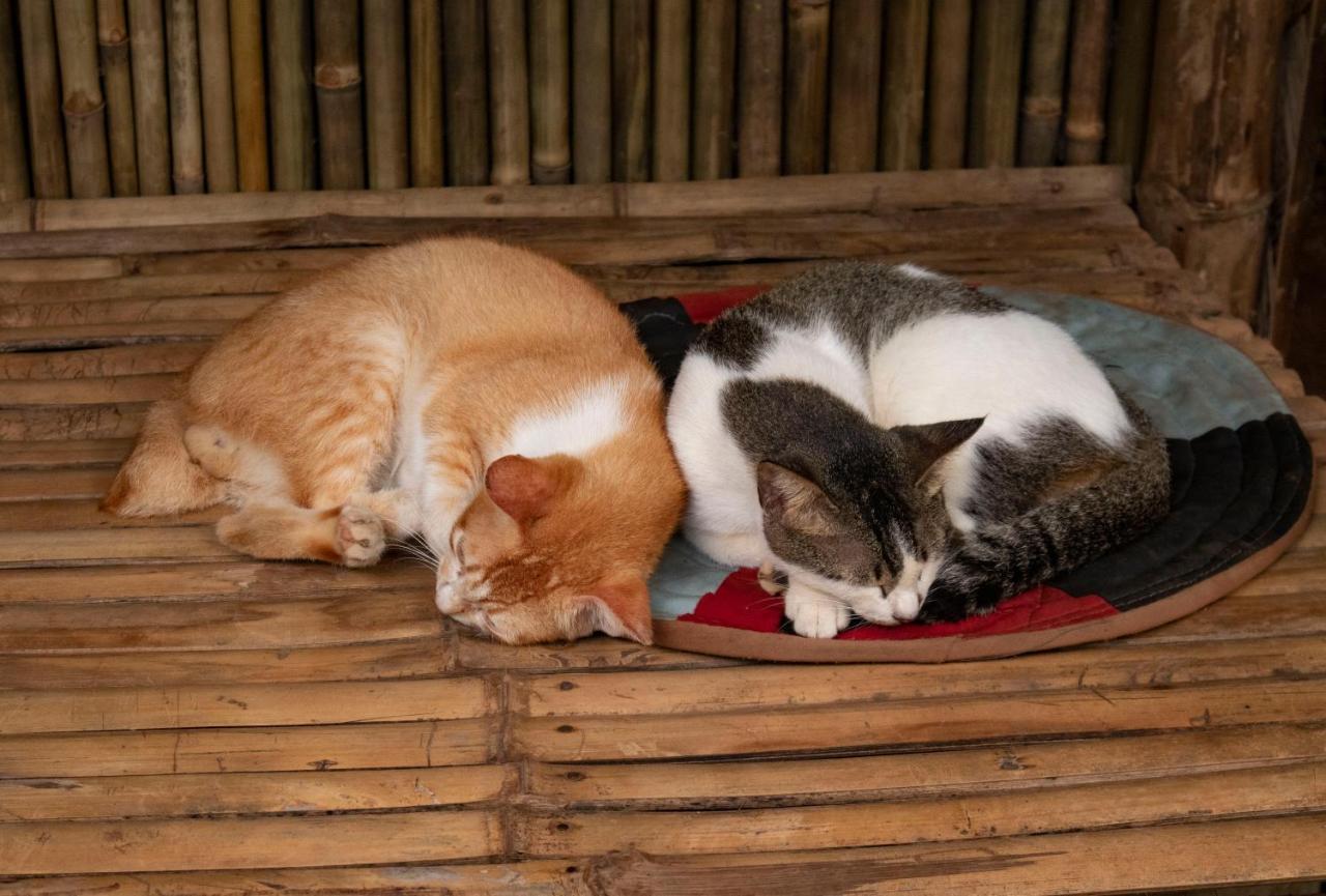 Ecocio Jungle Hostel Coron Εξωτερικό φωτογραφία
